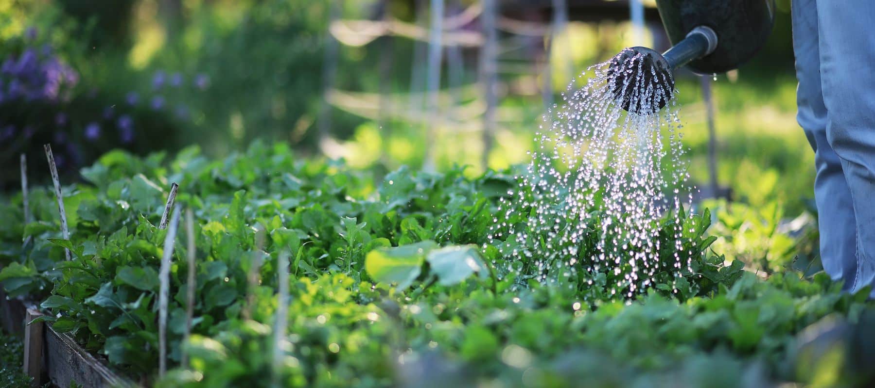 vail arizona woman water her garden