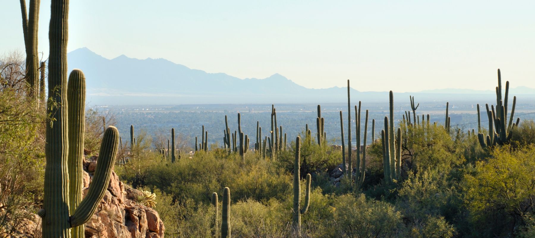 desert scene with mountain landscape in the background